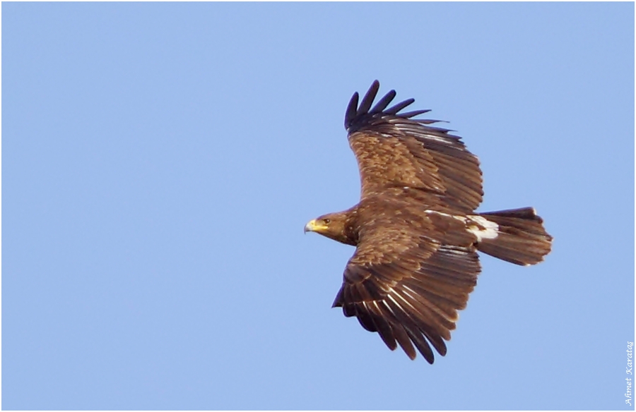 Greater Spotted Eagle