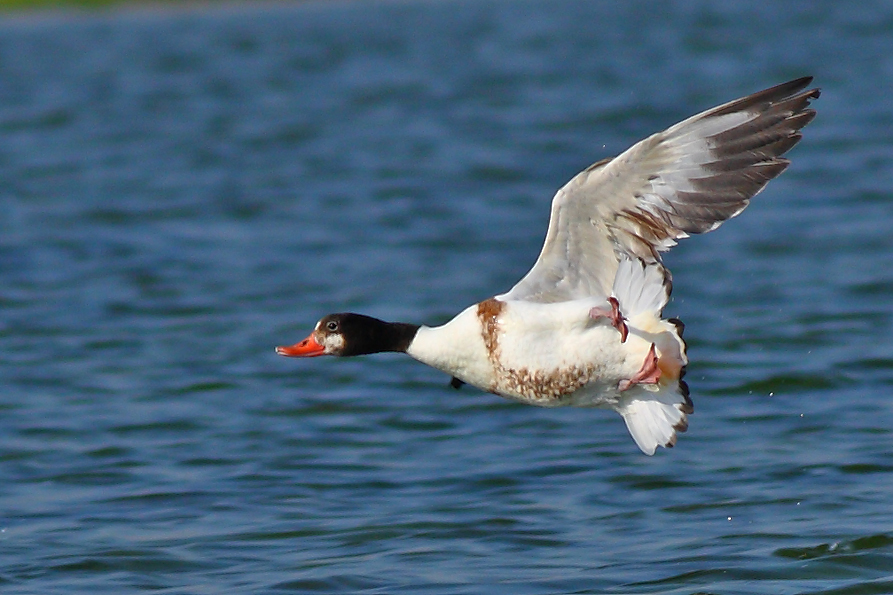 Common Shelduck