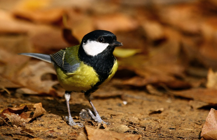 Great Tit