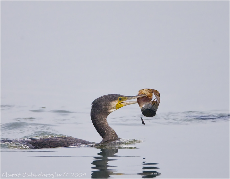 Great Cormorant