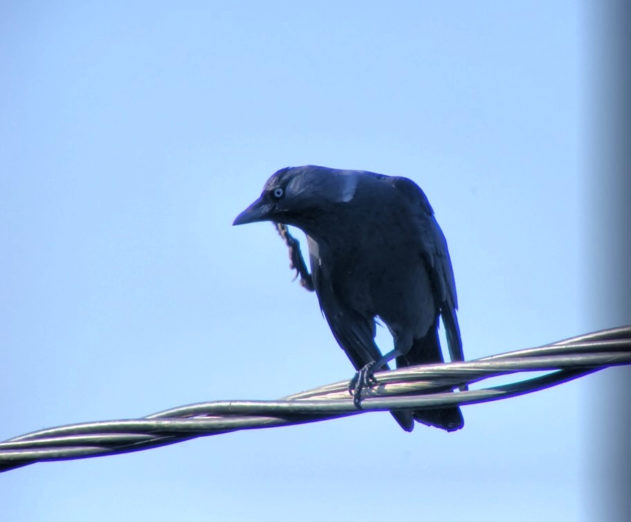 Western Jackdaw