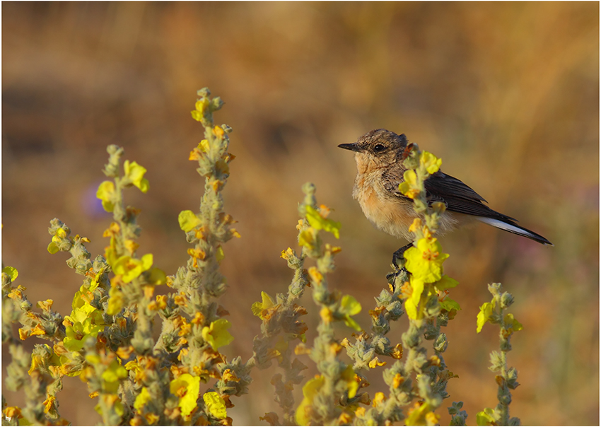 Black-eared Wheatear