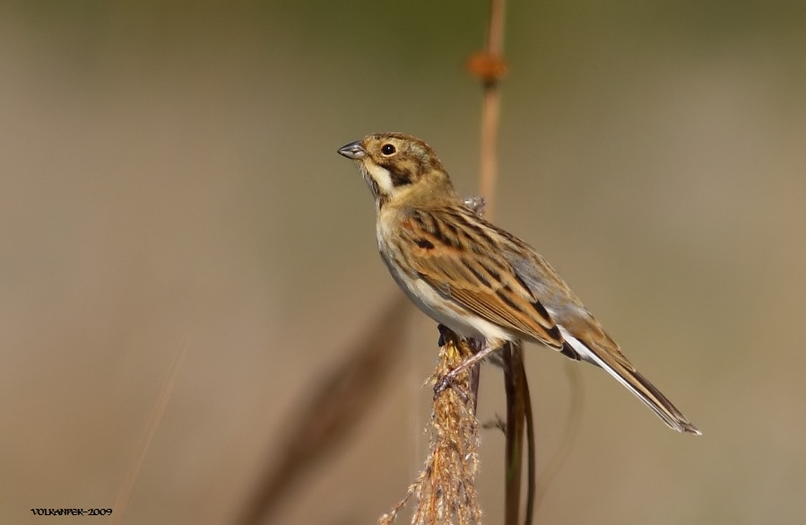 Common Reed Bunting