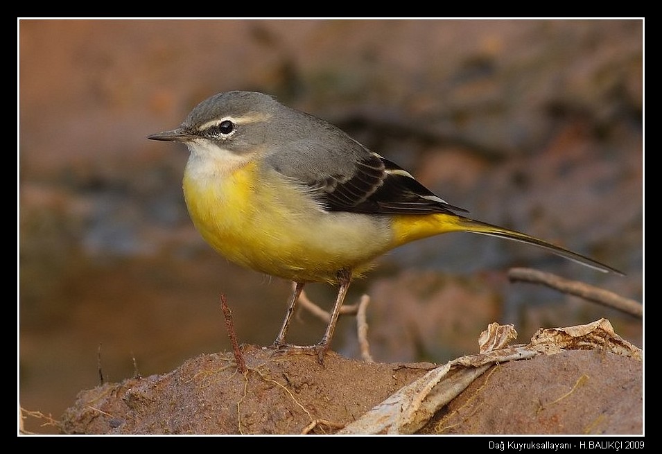 Grey Wagtail