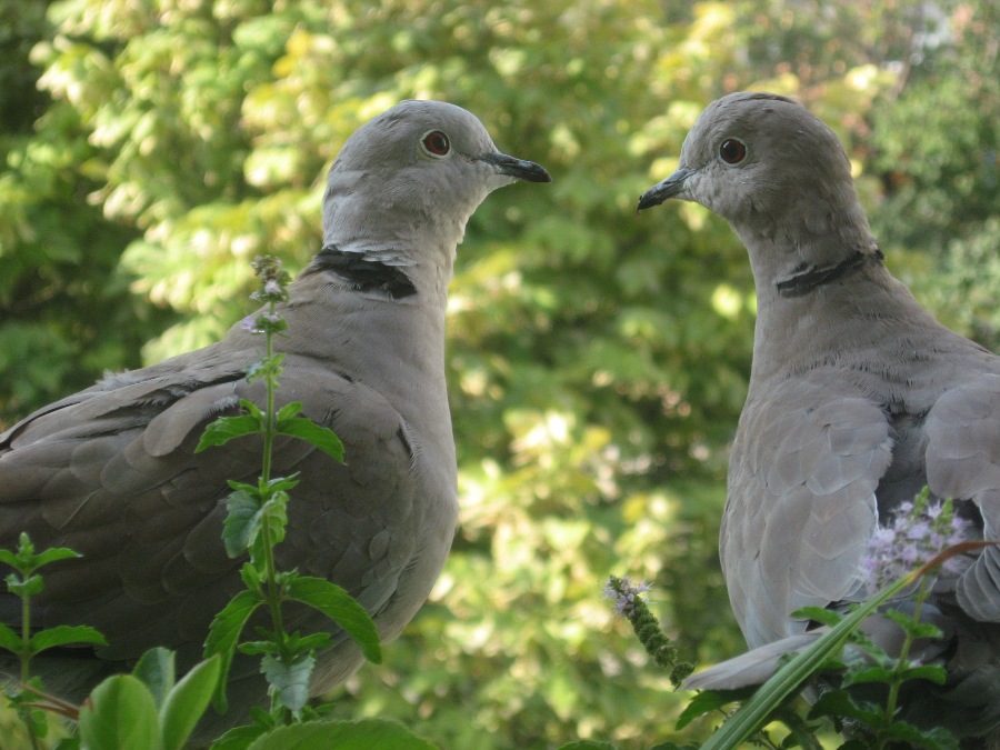 Eurasian Collared Dove