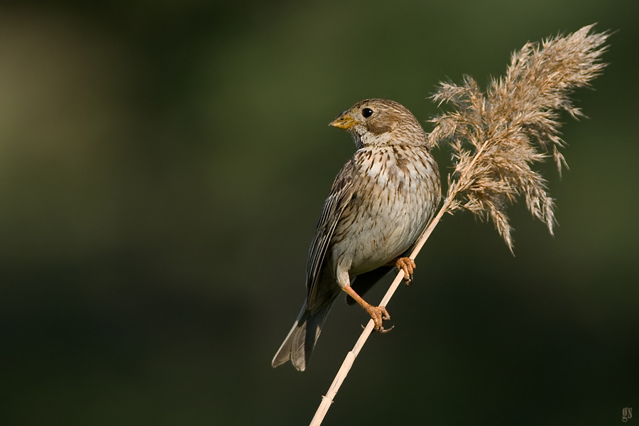 Corn Bunting