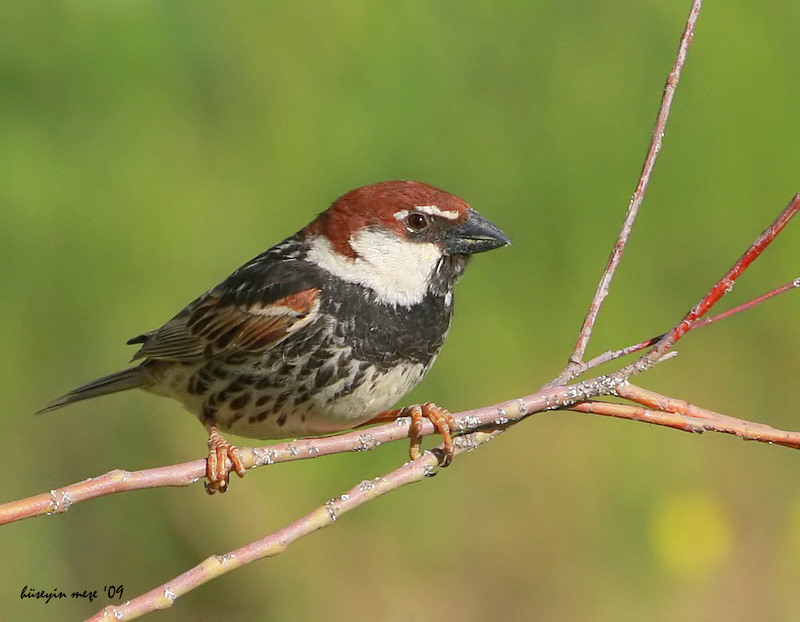 Spanish Sparrow