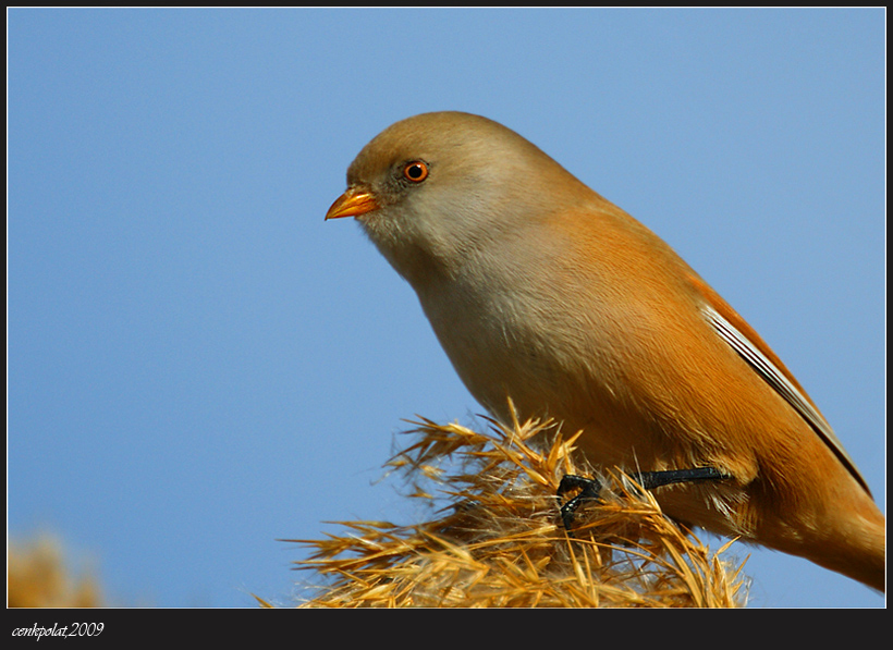 Bearded Reedling