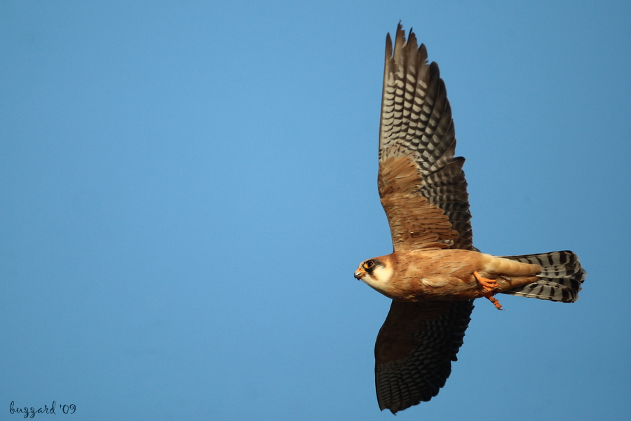 Red-footed Falcon