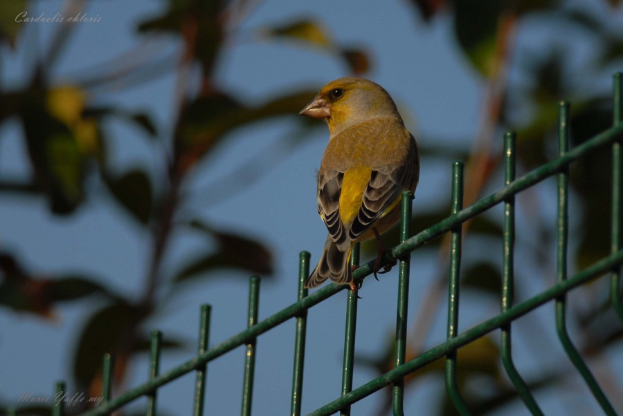European Greenfinch