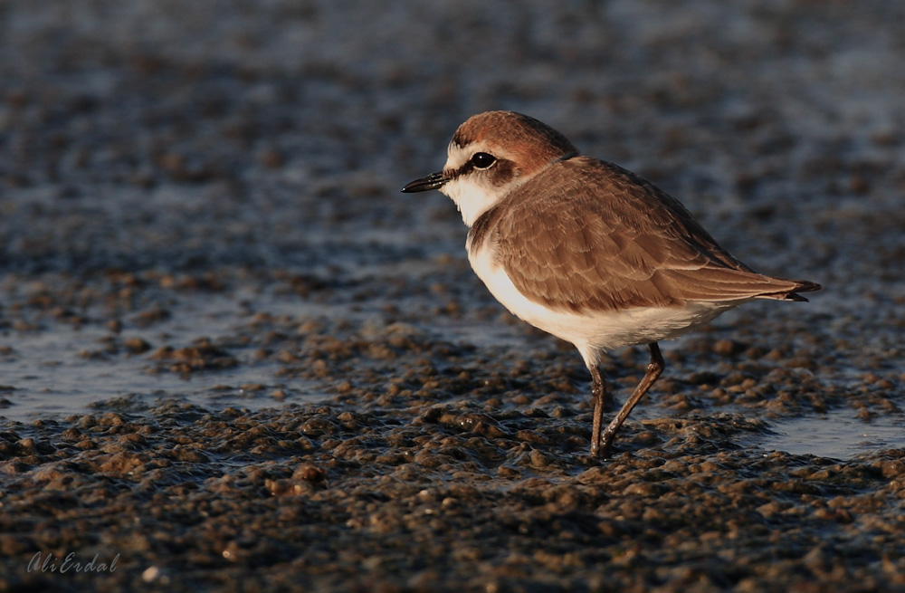Kentish Plover