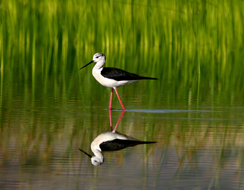 Black-winged Stilt