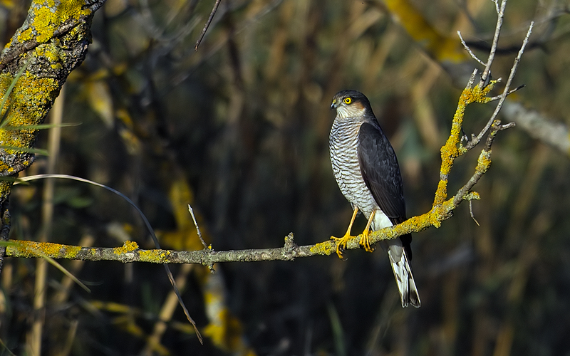 Eurasian Sparrowhawk
