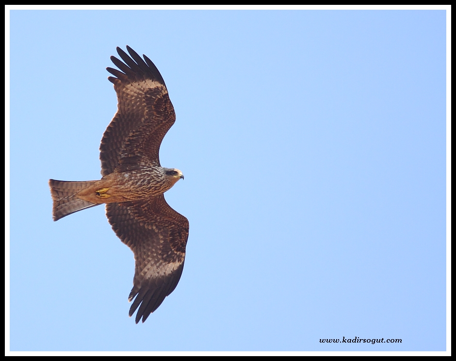 Black Kite