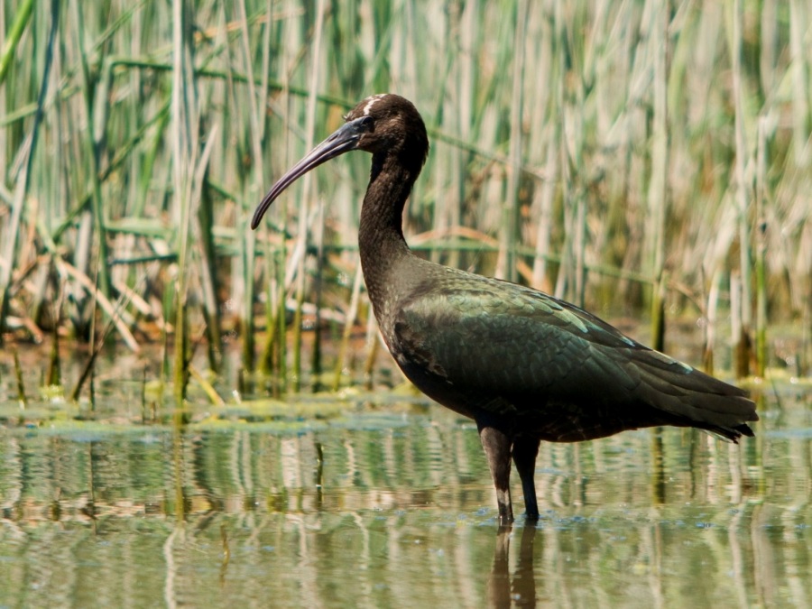 Glossy Ibis