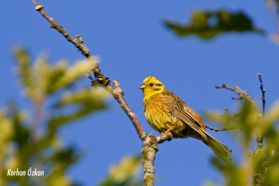 Yellowhammer