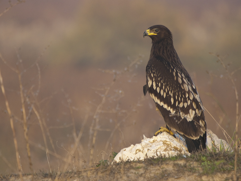 Greater Spotted Eagle