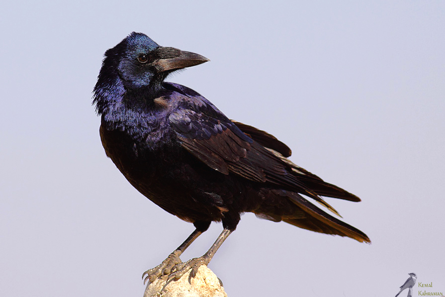 Rook
