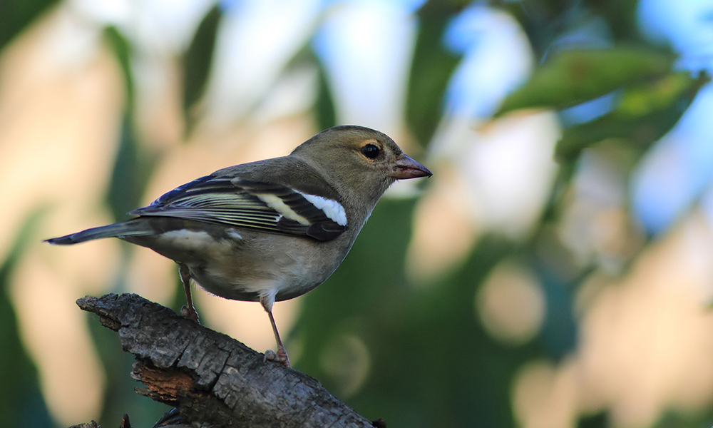 Eurasian Chaffinch
