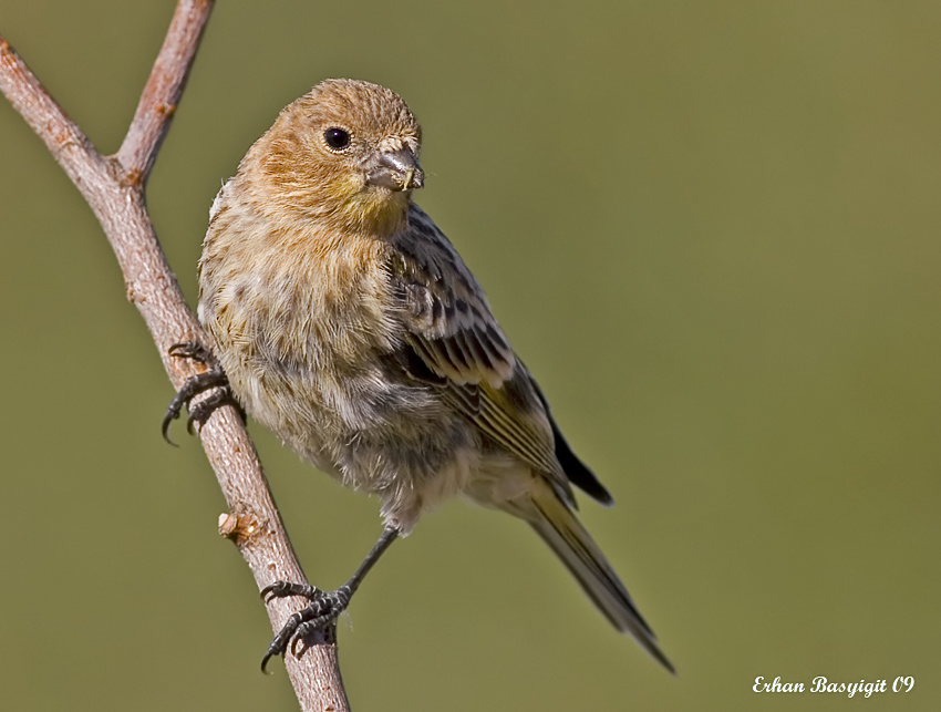 Red-fronted Serin