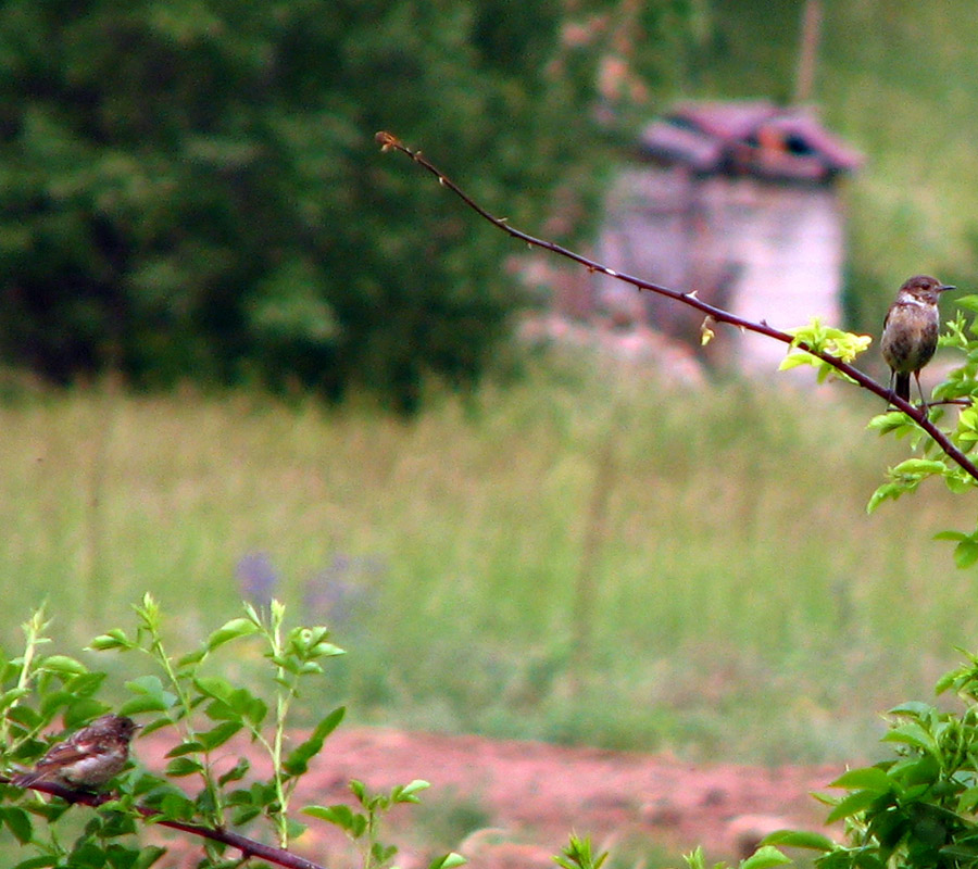 European Stonechat