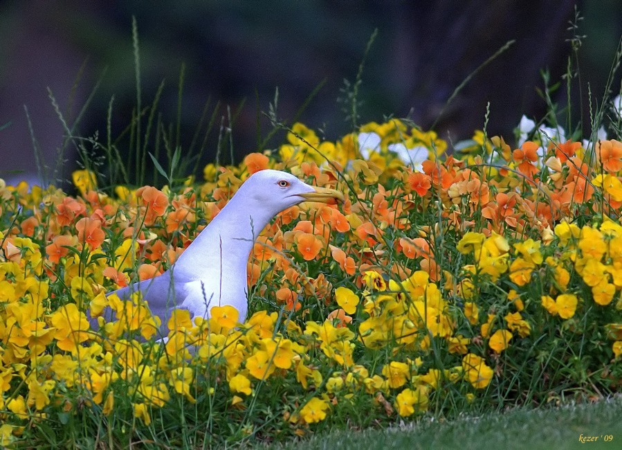 Yellow-legged Gull