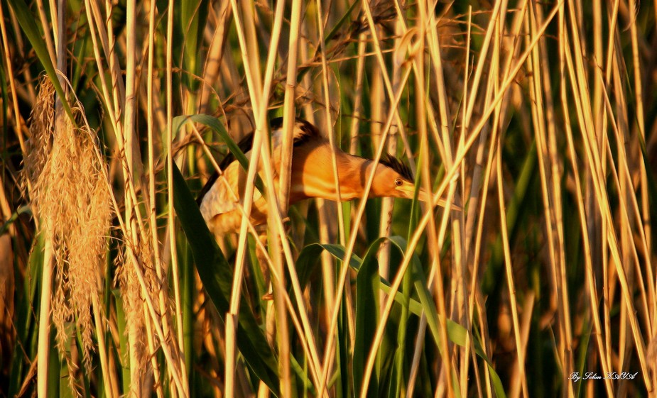 Little Bittern