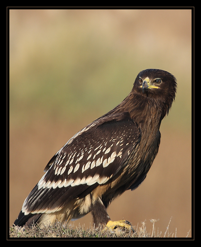 Greater Spotted Eagle