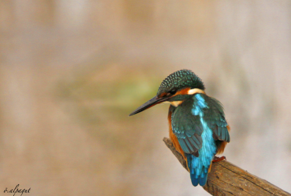 Common Kingfisher