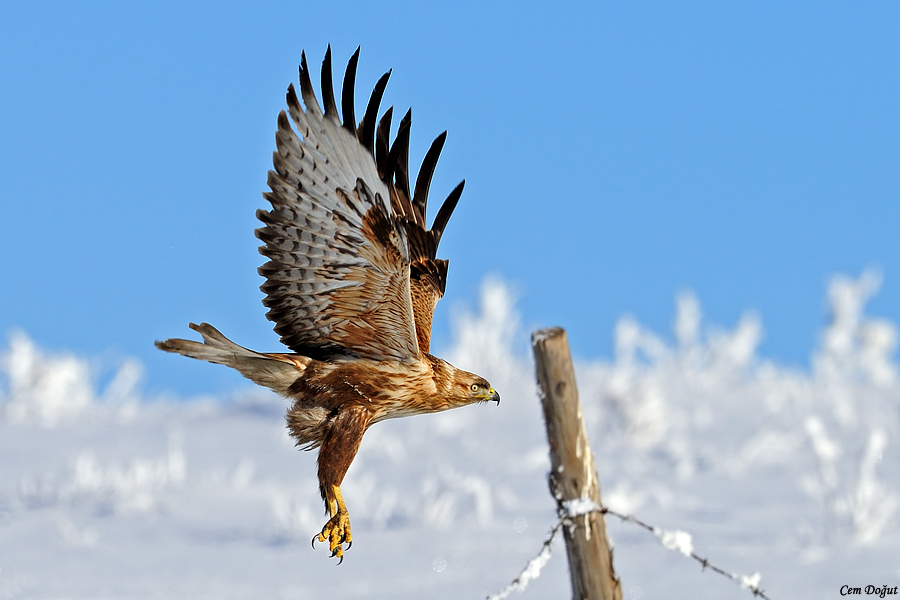 Long-legged Buzzard