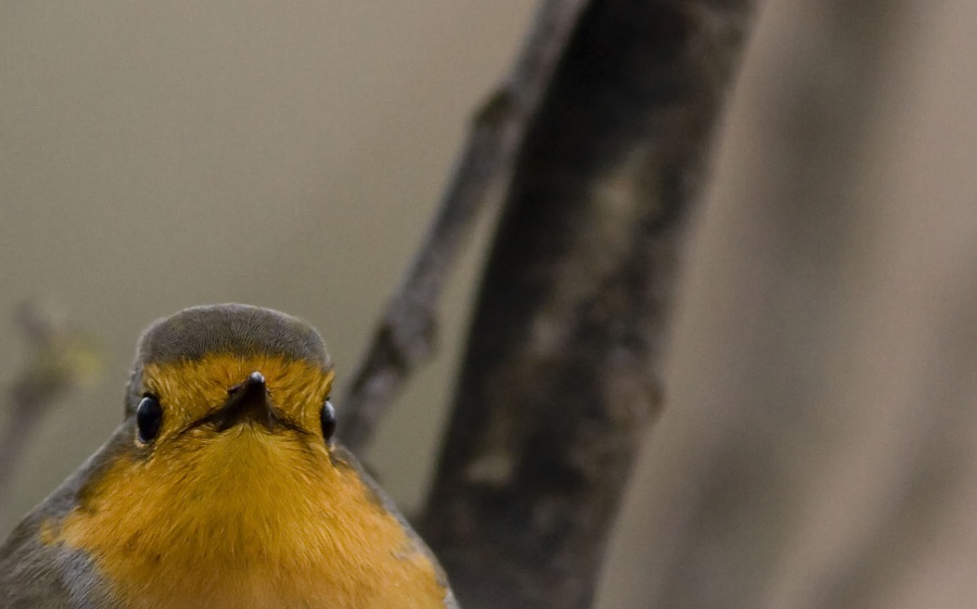 European Robin