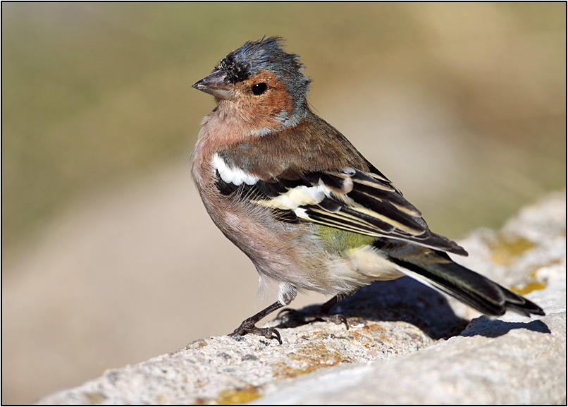 Eurasian Chaffinch