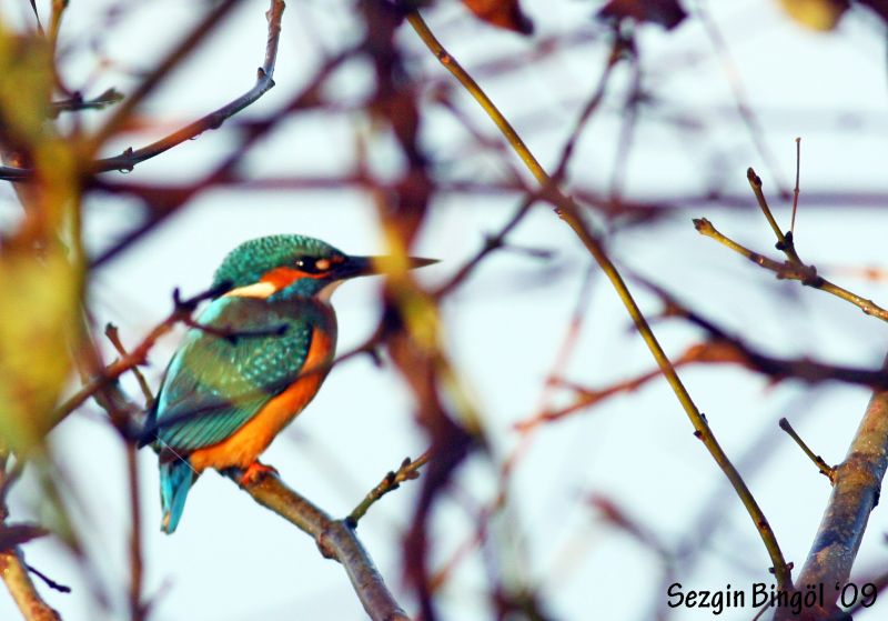 Common Kingfisher