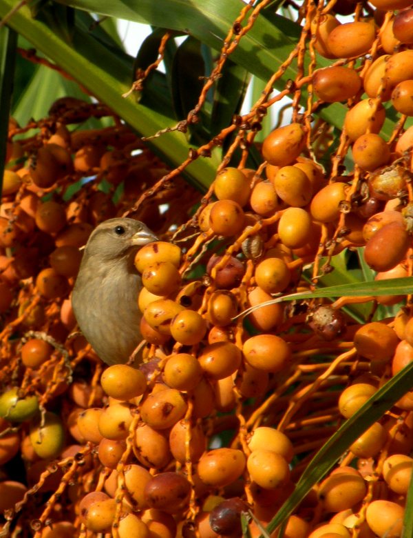 House Sparrow