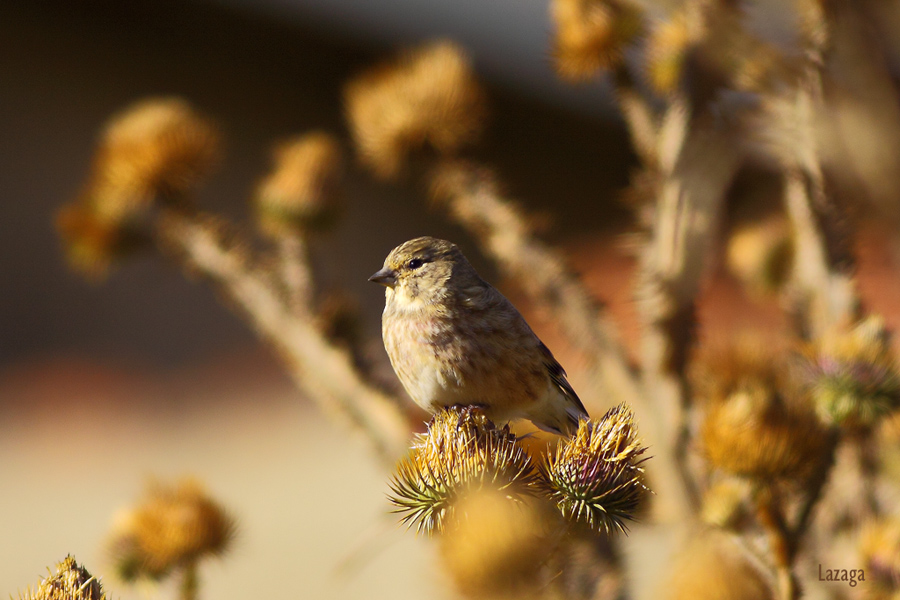 Common Linnet