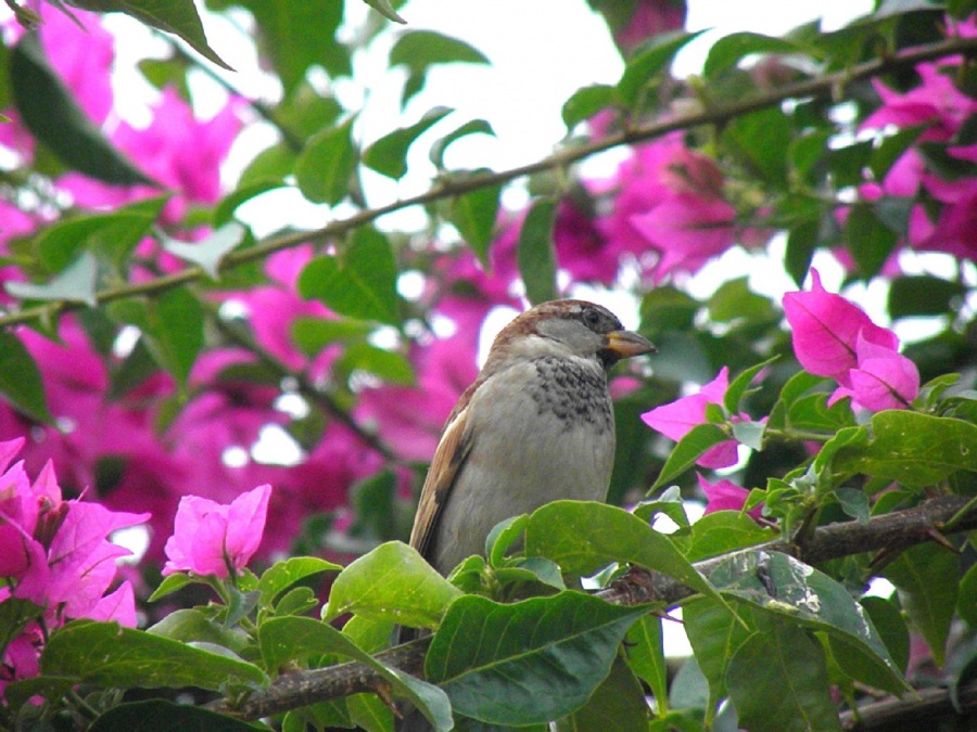 House Sparrow