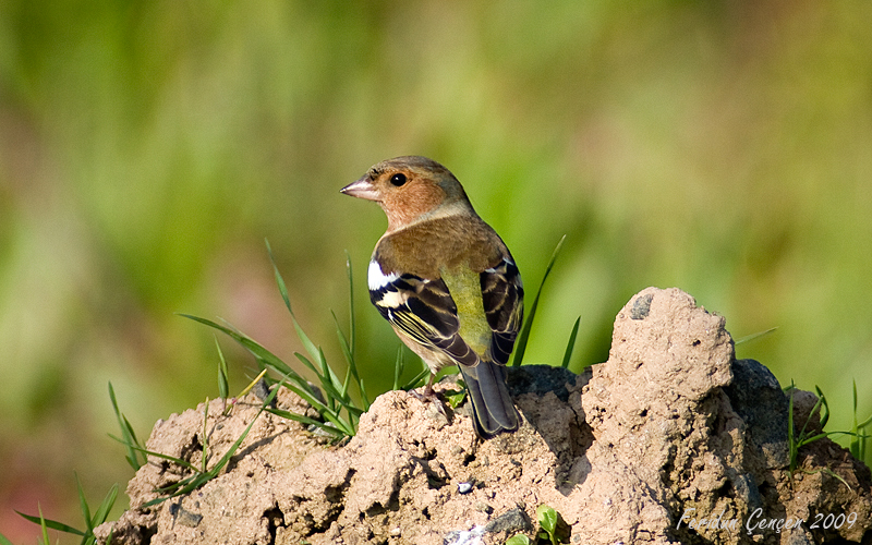 Eurasian Chaffinch