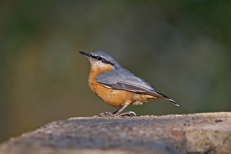 Eurasian Nuthatch
