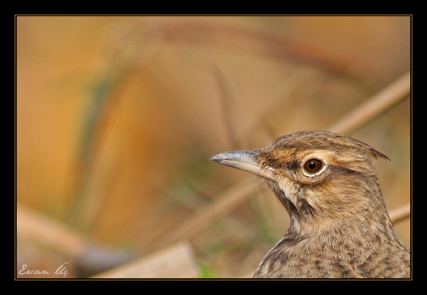 Crested Lark