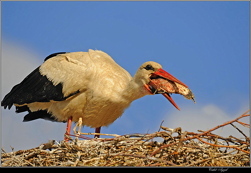 White Stork