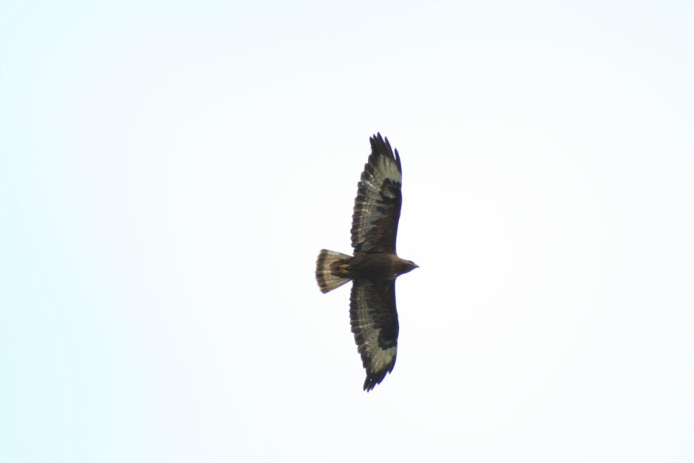 Long-legged Buzzard