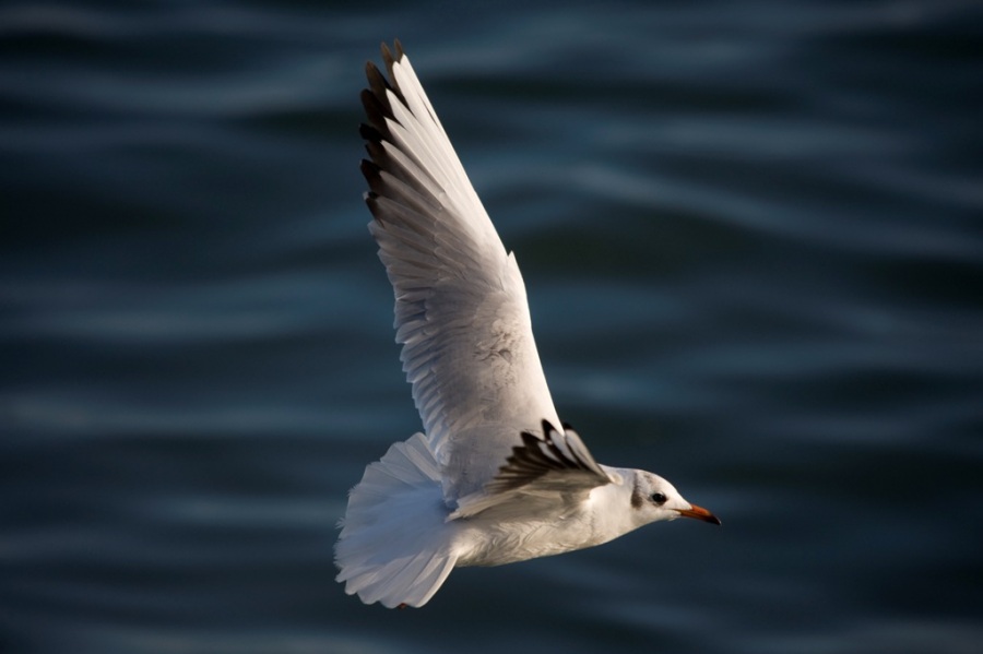 Black-headed Gull