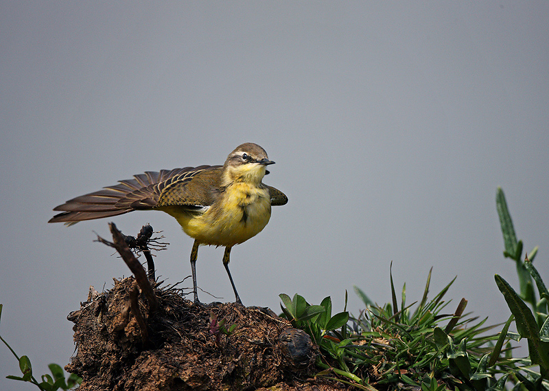 Western Yellow Wagtail