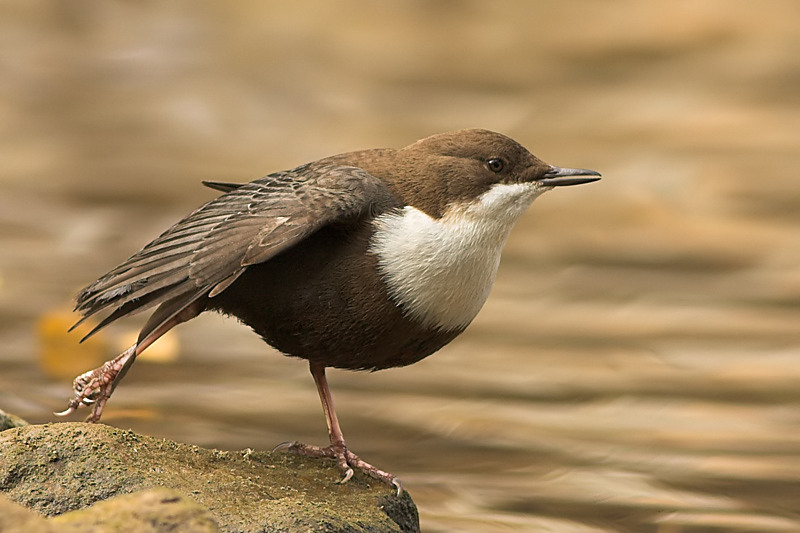White-throated Dipper