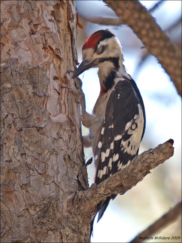 Syrian Woodpecker