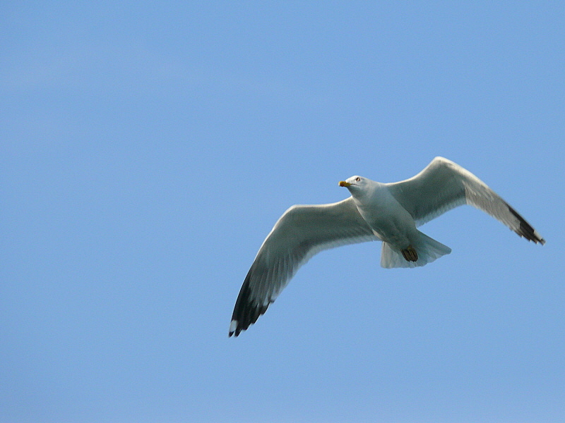 Yellow-legged Gull