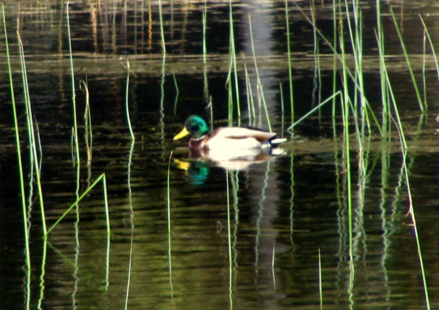 Mallard