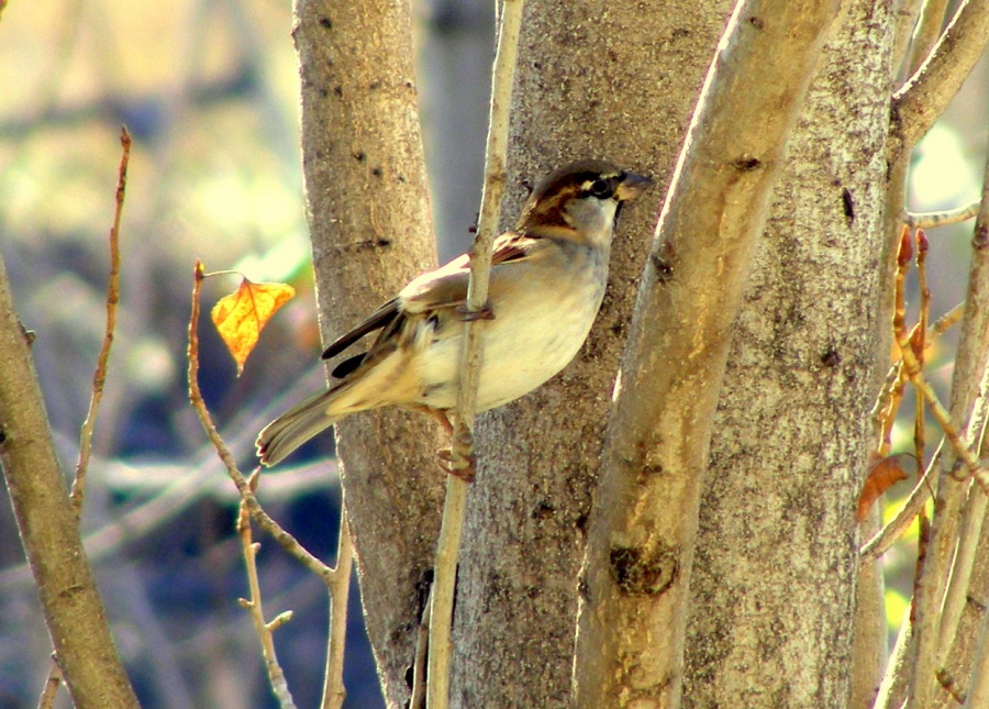House Sparrow