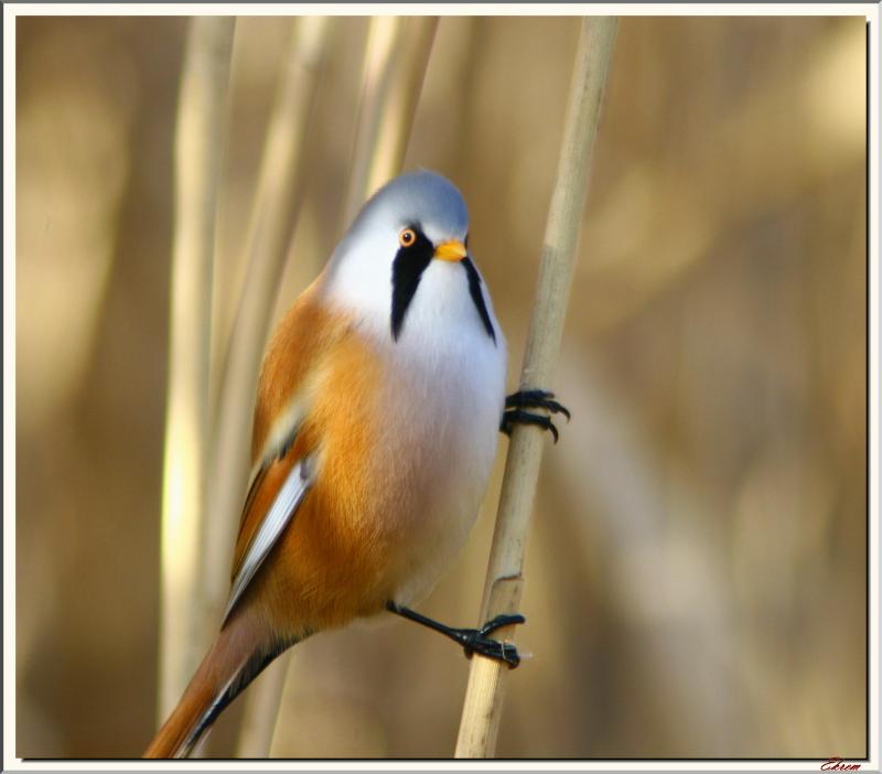Bearded Reedling