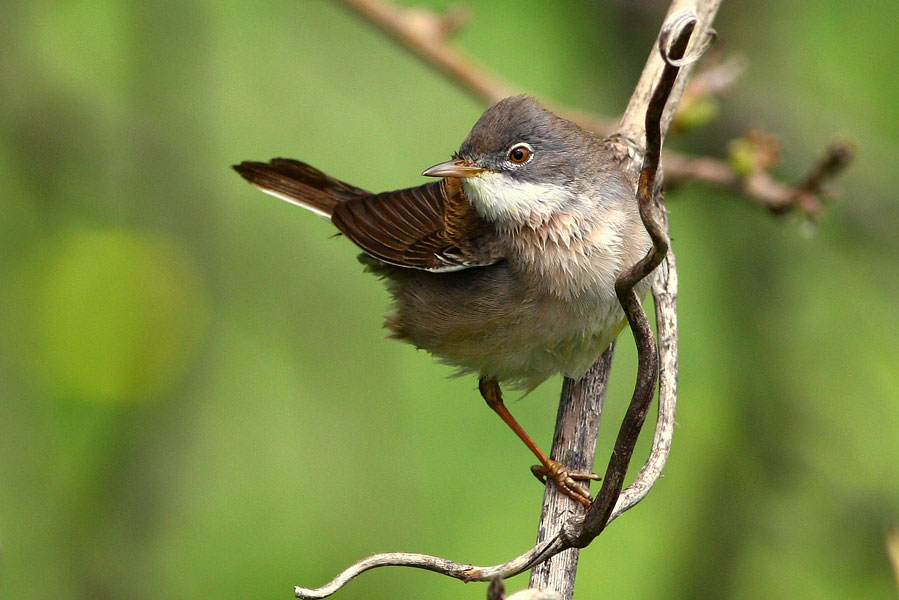 Common Whitethroat